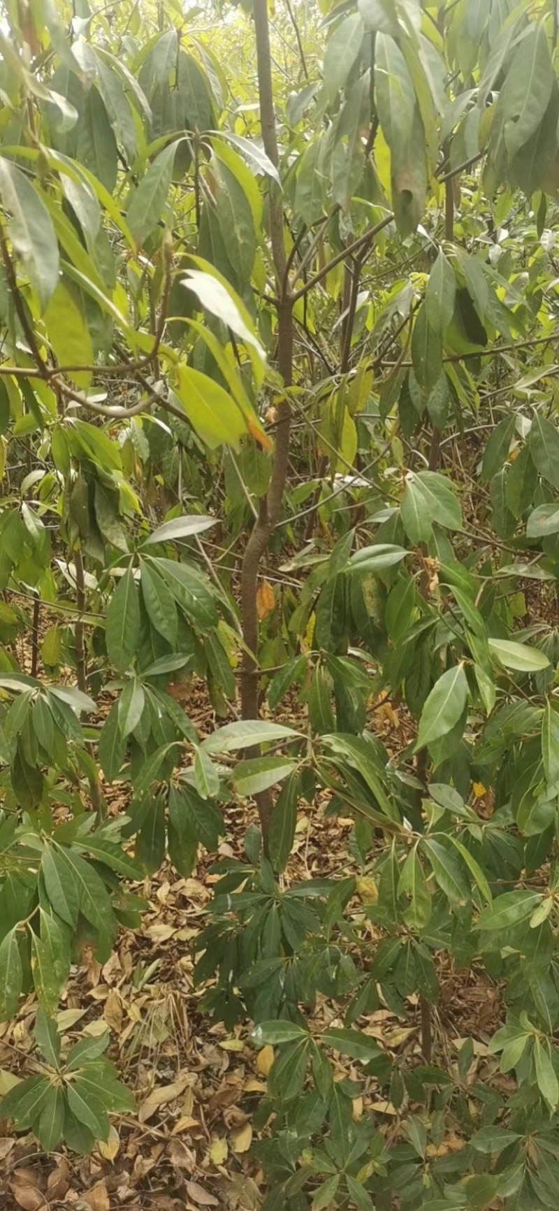 地径2公分木荷土球苗