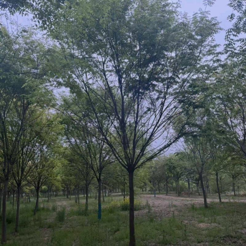 12公分精品榉树基地出售价格实惠各种规格齐全树形好