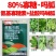 80%氨基寡糖素盐酸吗啉胍番茄西红柿西瓜辣病毒病黄叶