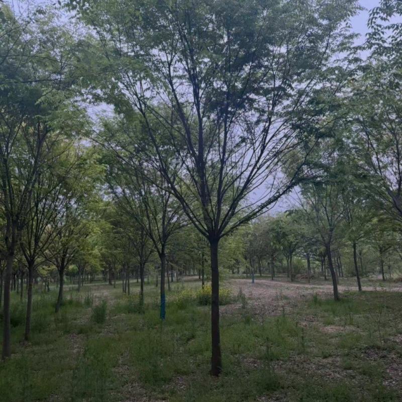 15公分精品榉树苗木基地出售中公园景区街道绿化植物