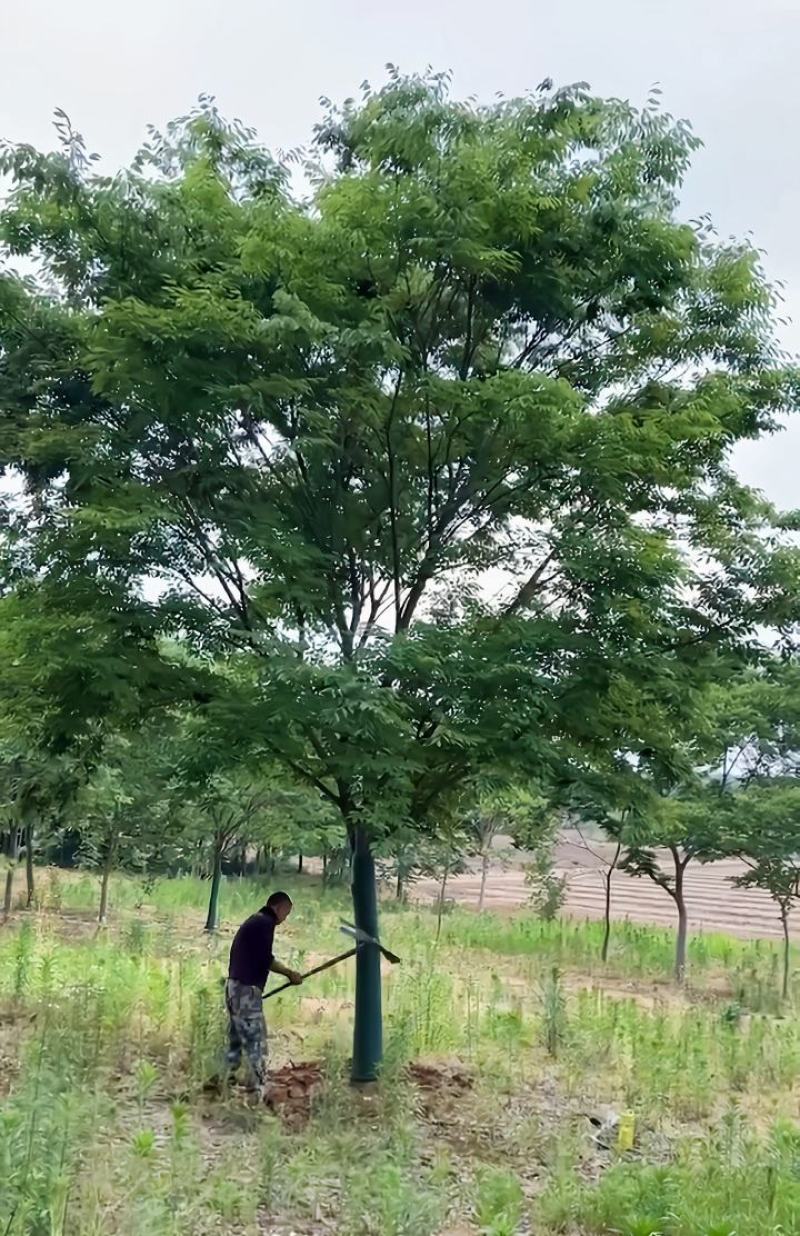 15公分精品榉树苗木基地出售中公园景区街道绿化植物