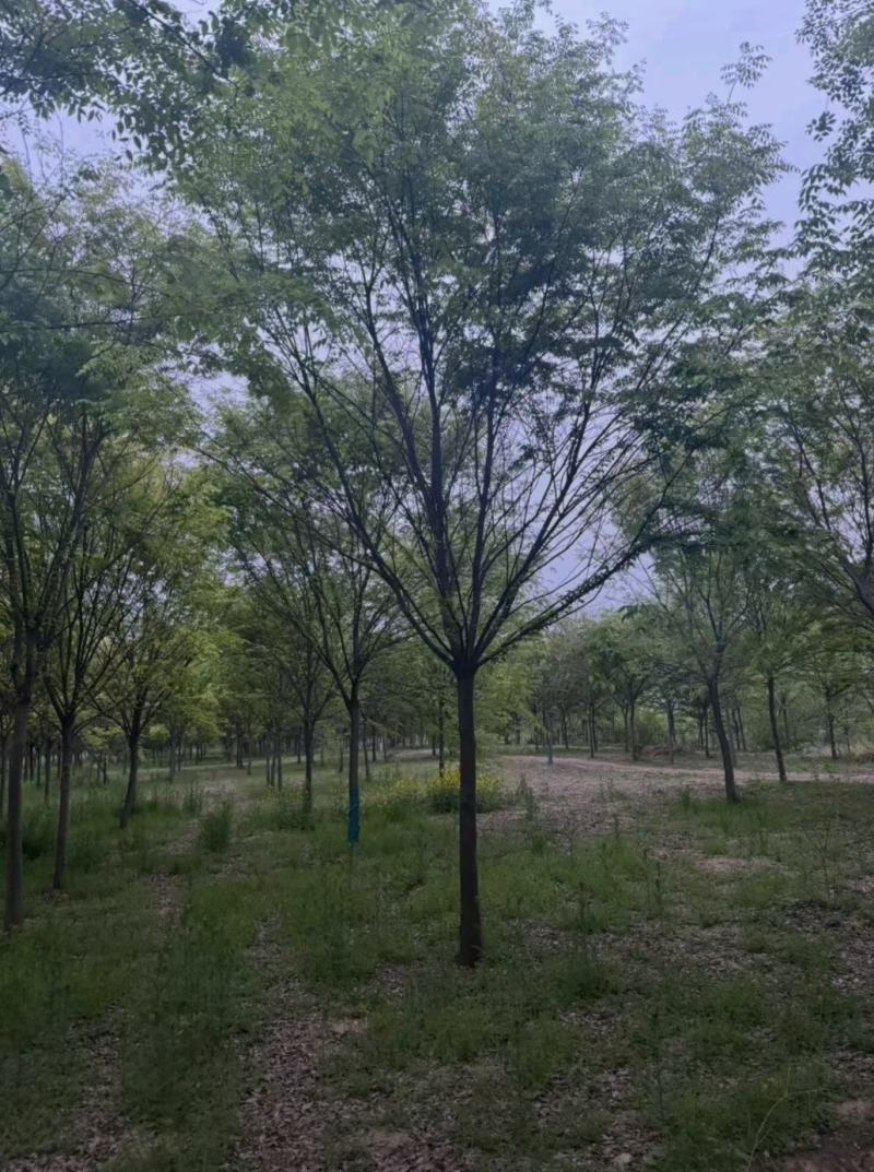 15公分精品榉树苗木基地出售中公园景区街道绿化植物