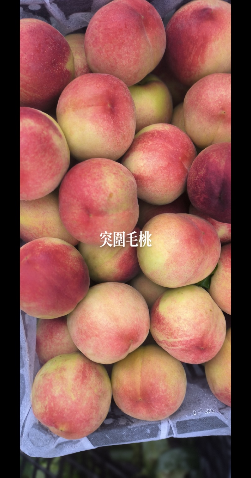 突围毛桃