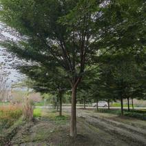18公分榉树出售中形态优美基地供应行道树绿化工程苗木