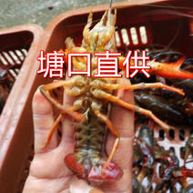 北省龙欣生鲜水产养殖塘口直供小龙虾、河蟹全国批发