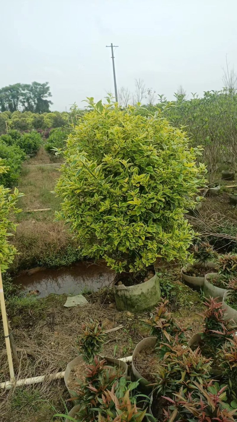 金叶连翘球60至1米高