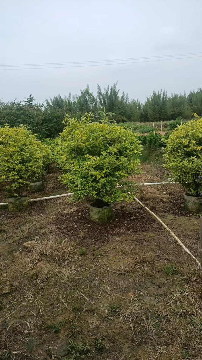 金叶连翘球60至1米高