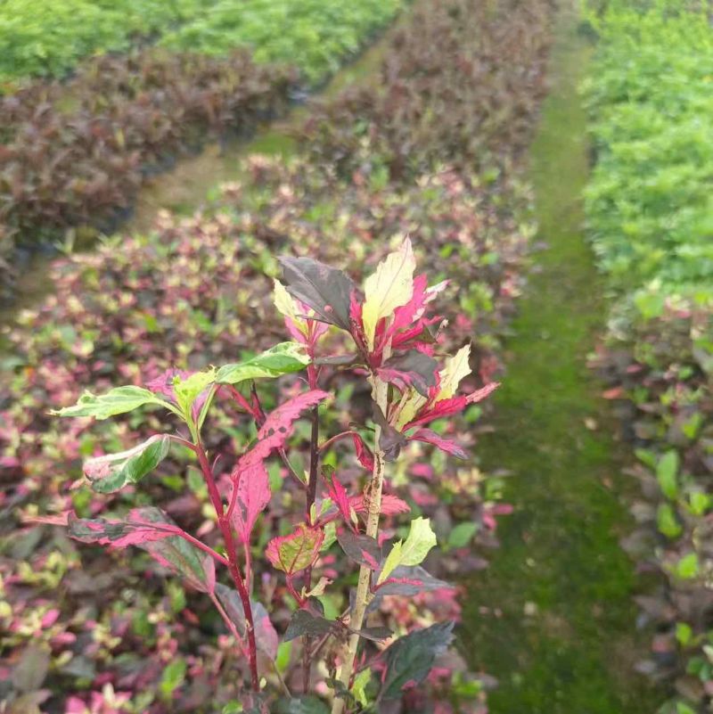 七彩大红花（扶桑）中袋布袋基地直销规格齐全欢迎来电咨询