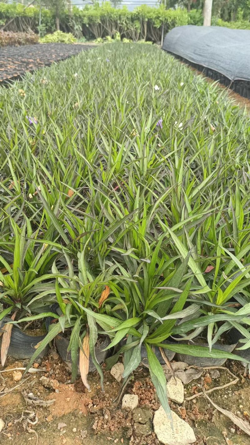 矮化翠芦莉小袋中袋基地质量优质欢迎来电咨询合作