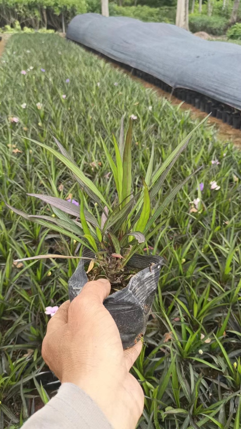 矮化翠芦莉小袋中袋基地质量优质欢迎来电咨询合作