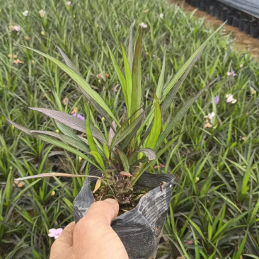 矮化翠芦莉小袋中袋基地质量优质欢迎来电咨询合作