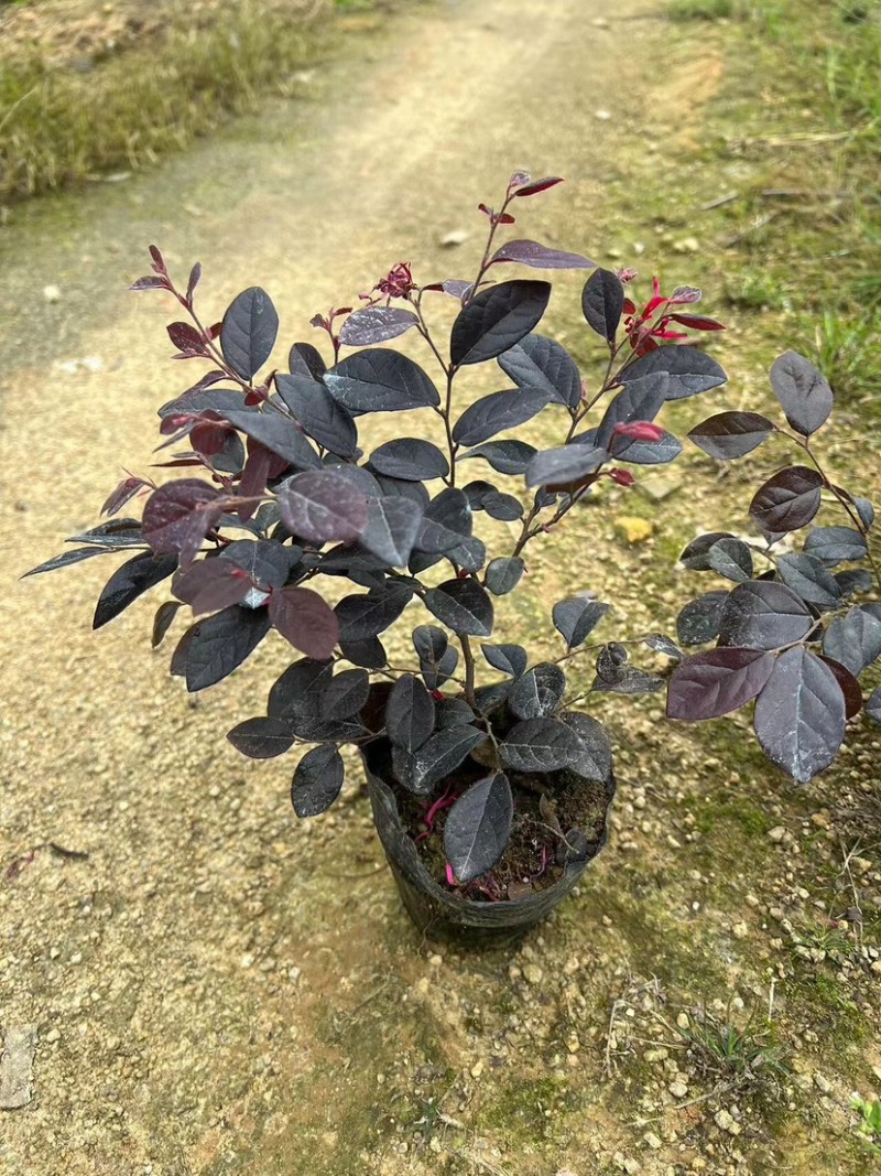 红花继木小袋中袋布袋基地直销质量优质欢迎老板来电咨询