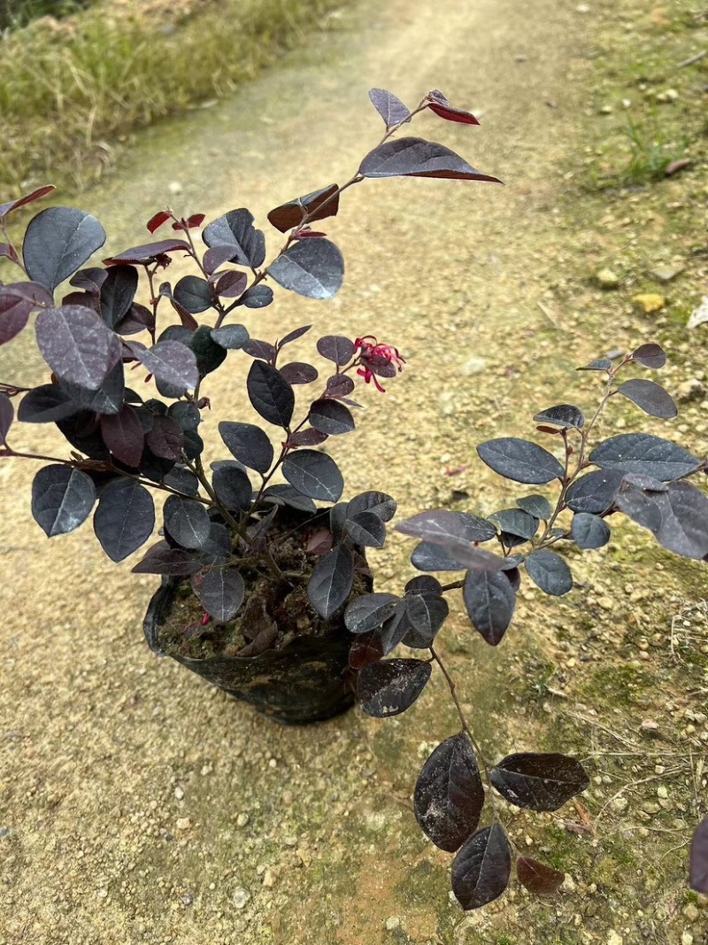 红花继木小袋中袋布袋基地直销质量优质欢迎老板来电咨询