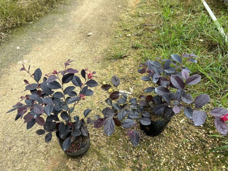红花继木小袋中袋布袋基地直销质量优质欢迎老板来电咨询
