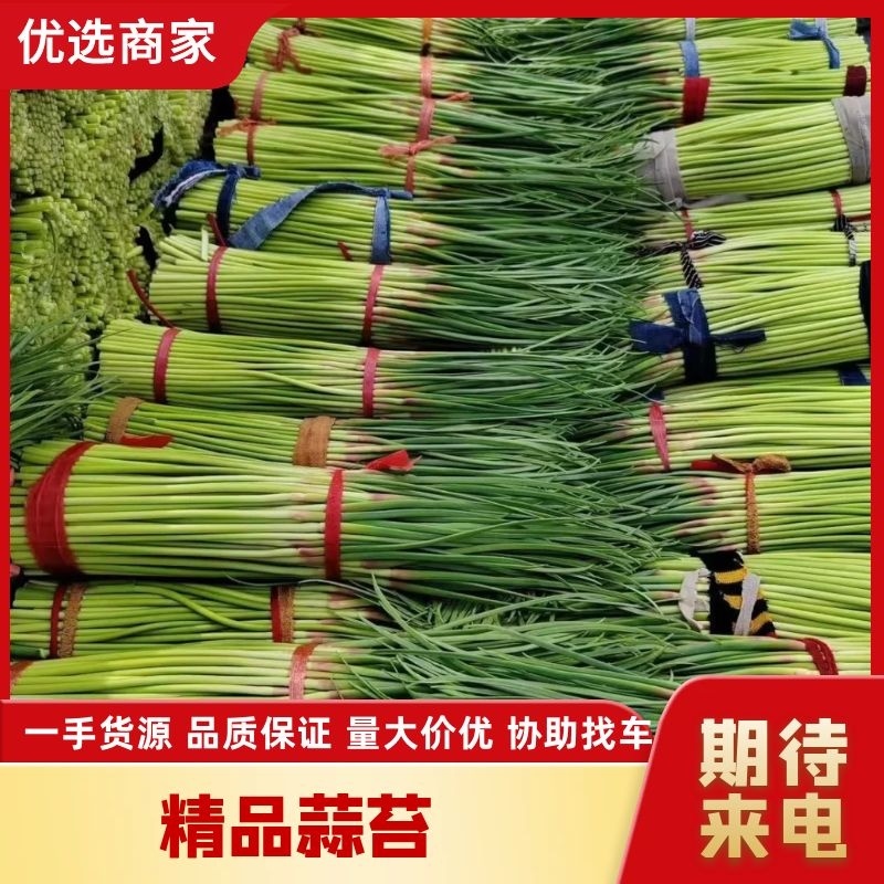 蒜薹优质蒜薹蒜苔优质蒜苔产地直发欢迎采购电话联系直接下单