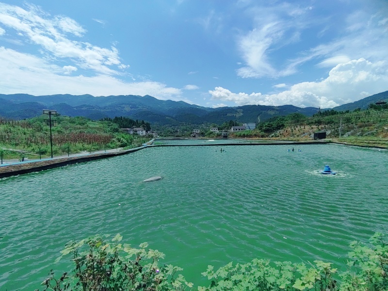 生态江团，长吻鮠，地下暗河水生态养殖，规格2-6斤/条