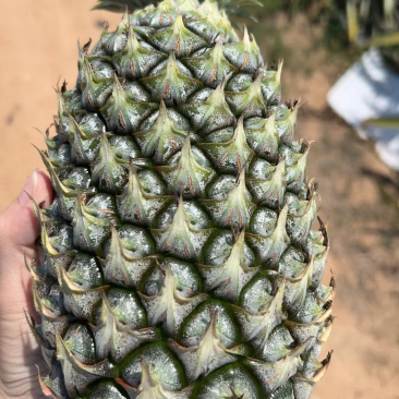 金钻凤梨