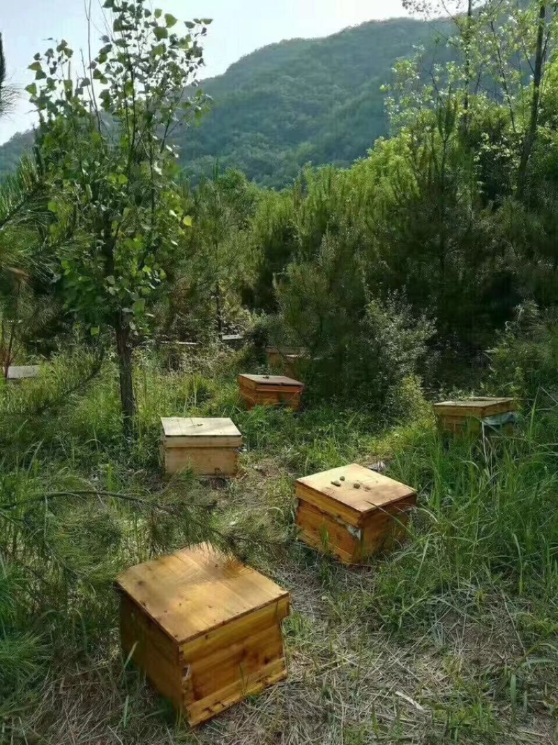蜂巢蜜蜂场直发，品质保障诚信经营，欢迎来电订购