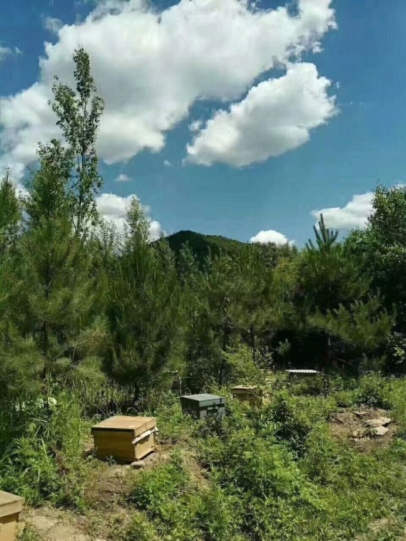 蜂巢蜜蜂场直发，品质保障诚信经营，欢迎来电订购