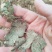 野生香茶菜根精选货的质量