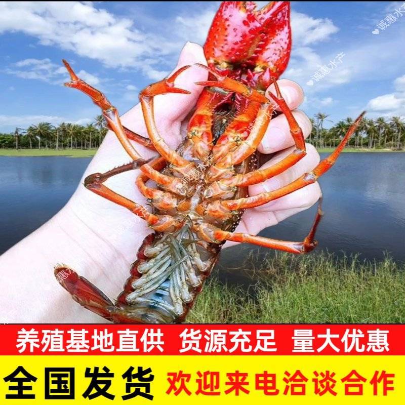 [小龙虾]基地直供红虾炮头批发包邮死亡包赔可视频看货