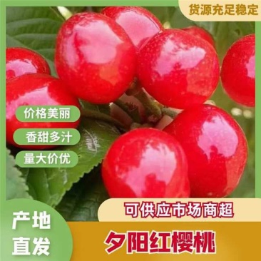 河南南阳露天夕阳红樱桃水樱桃大量上市中口感鲜甜现采现发