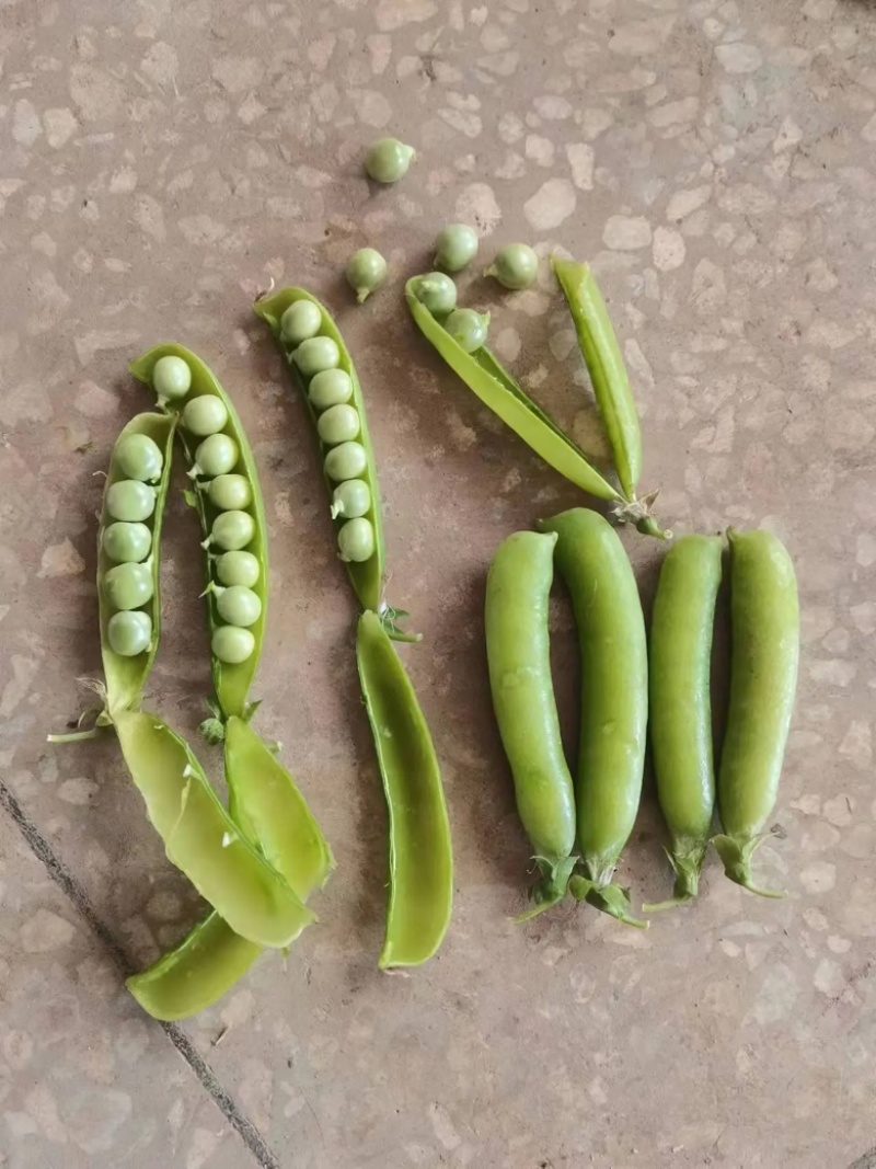 【豌豆】湖北豌豆荚大量上市产地直发对接各大市场电商