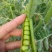 【豌豆】湖北豌豆荚大量上市产地直发对接各大市场电商