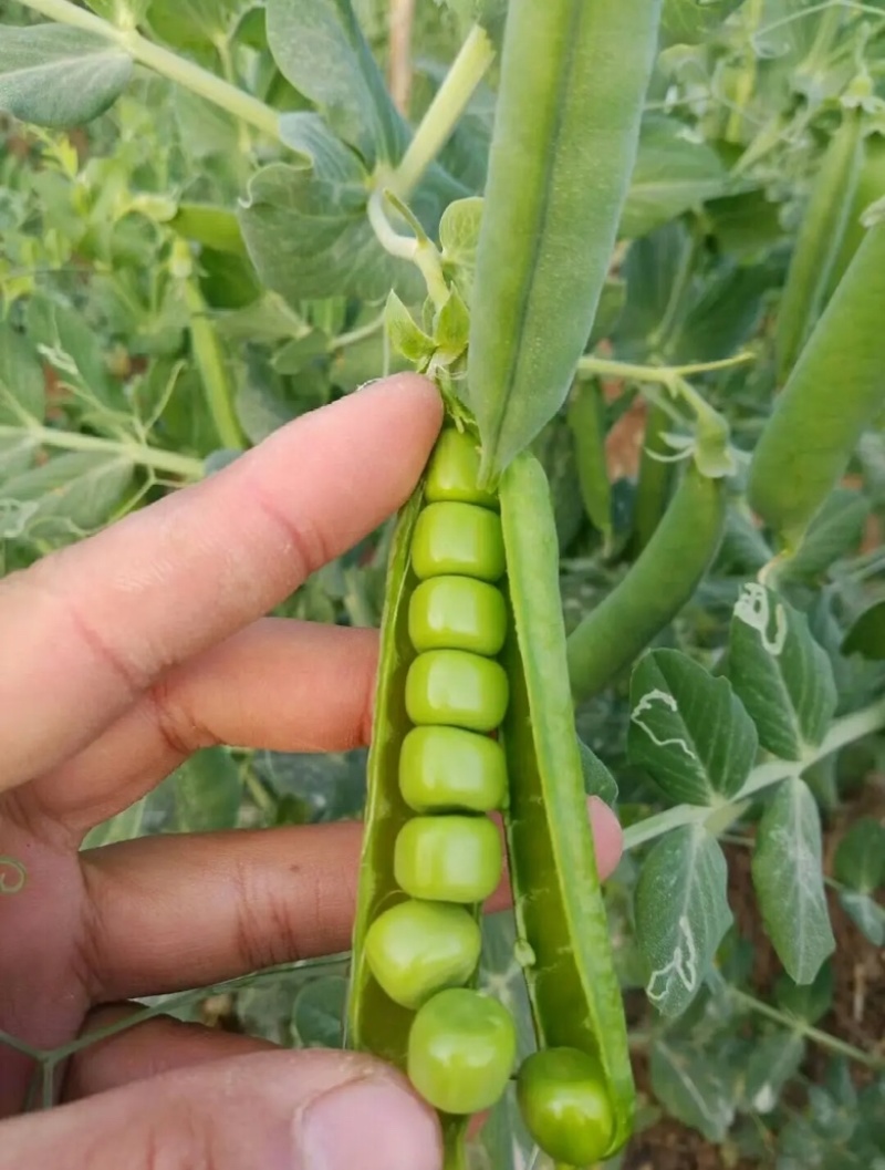 【豌豆】湖北豌豆荚大量上市产地直发对接各大市场电商