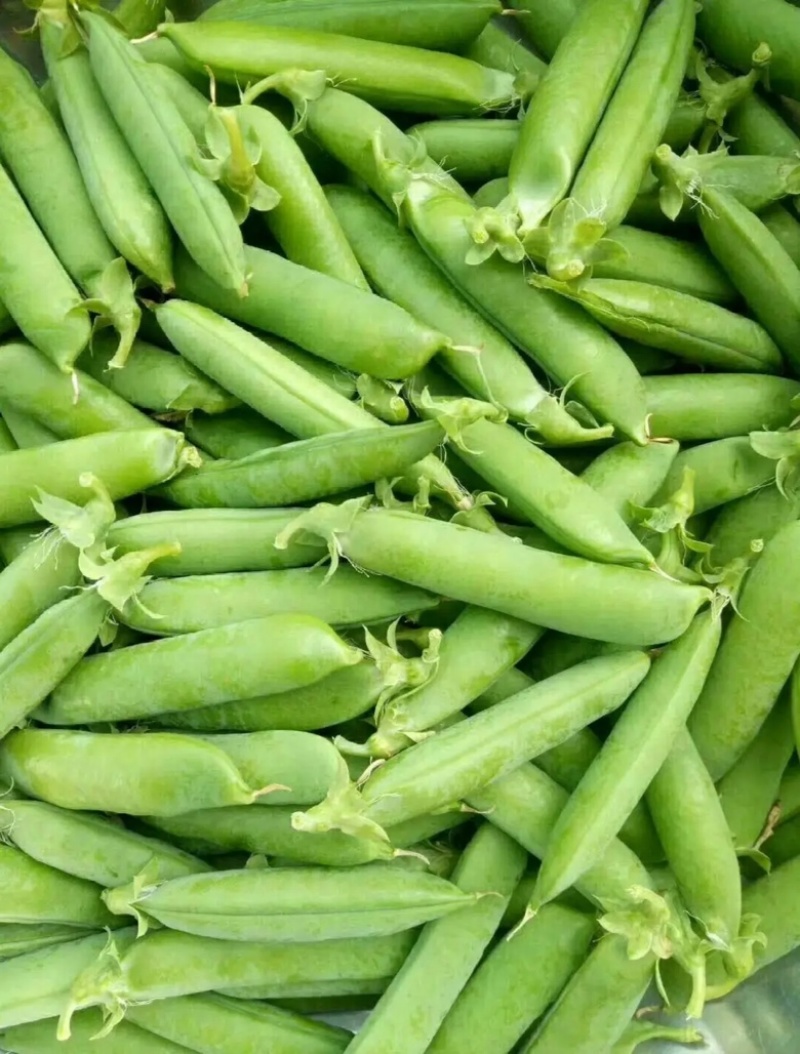 【豌豆】湖北豌豆荚大量上市产地直发对接各大市场电商
