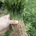 福建种子枳壳小苗