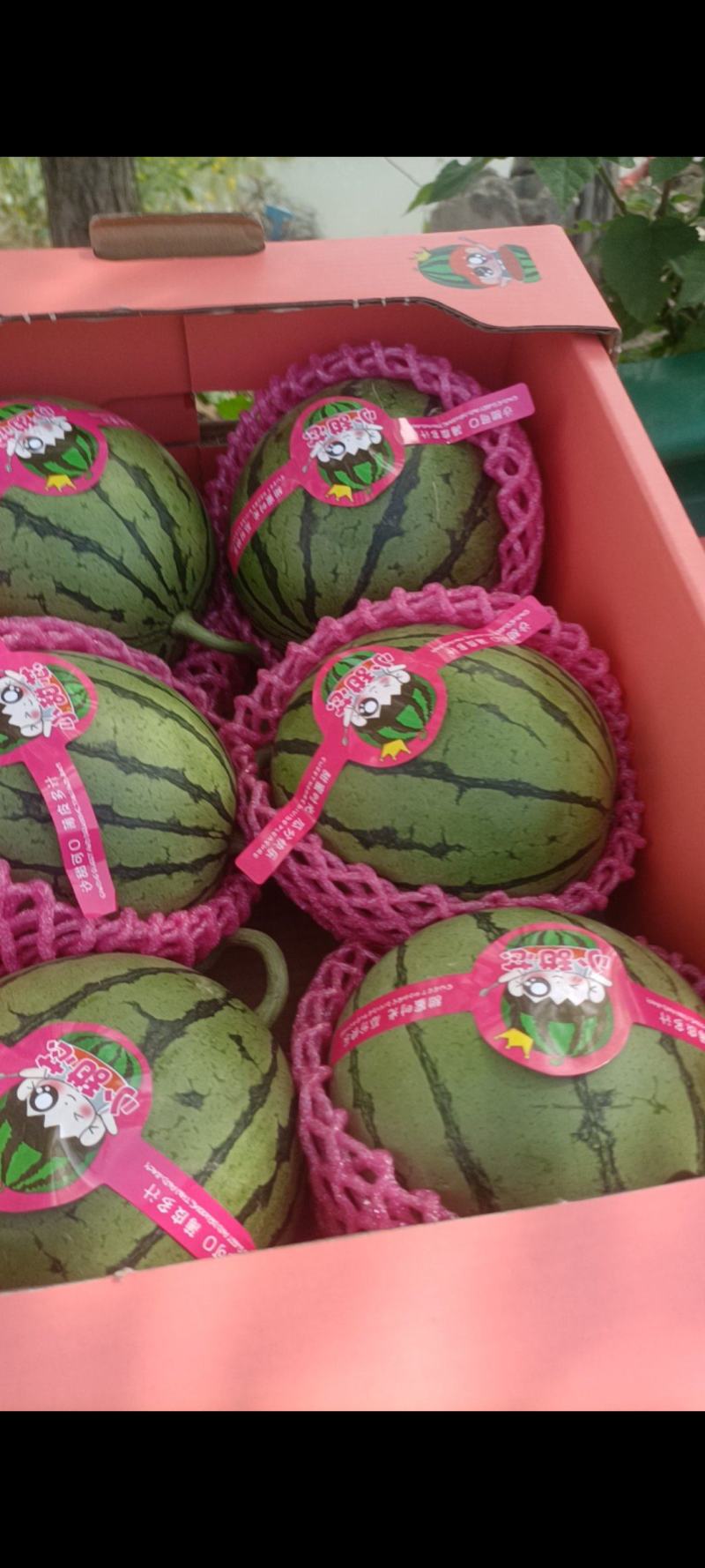精品2k，早春红玉大量上市万亩基地欢迎光临。