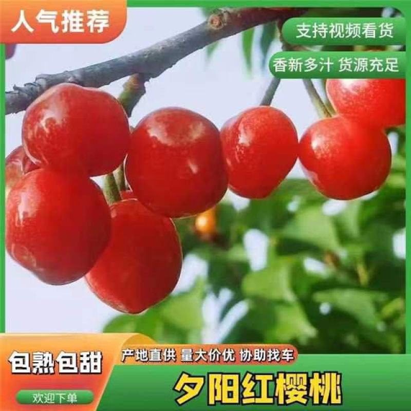 夕阳红樱桃，露天生长，口感甜，皮厚耐运输！