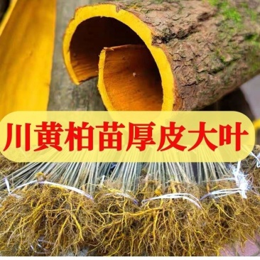 农户自家种植的川厚皮黄柏苗，长期稳定大量供货，欢迎电联！