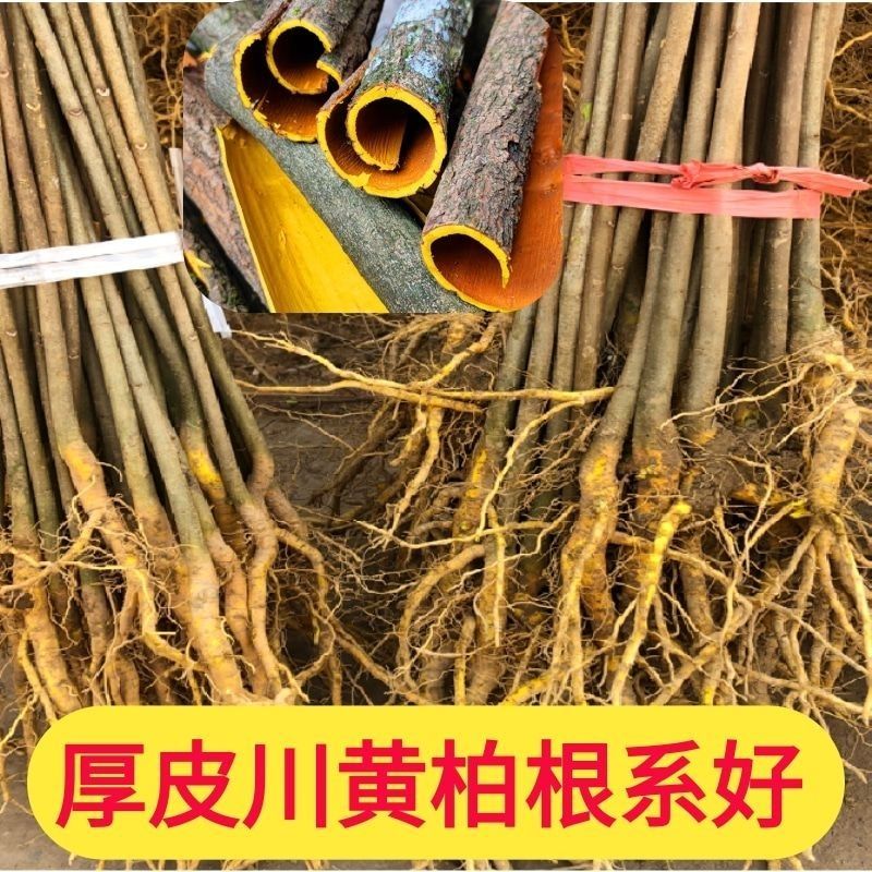 农户自家种植的川厚皮黄柏苗，长期稳定大量供货，欢迎电联！