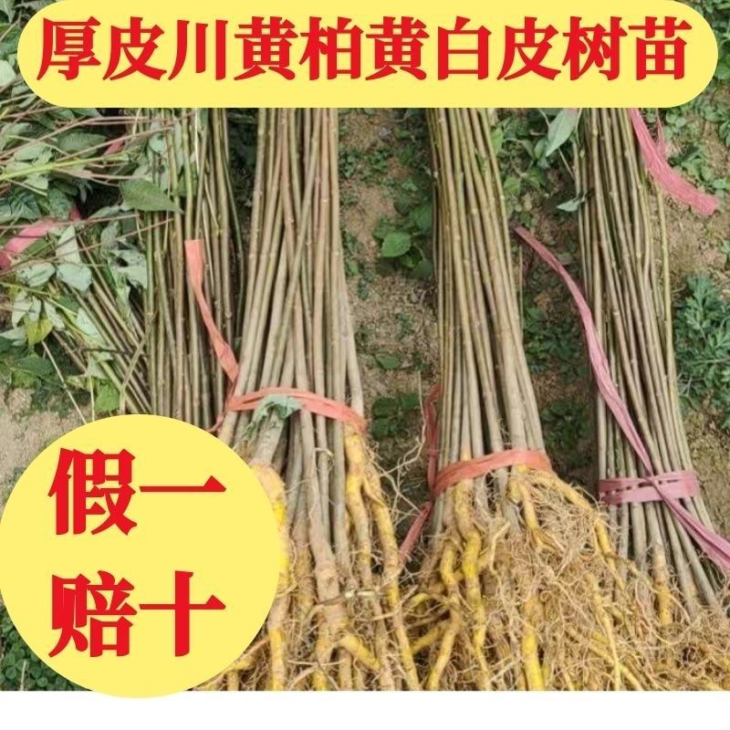 农户自家种植的川厚皮黄柏苗，长期稳定大量供货，欢迎电联！