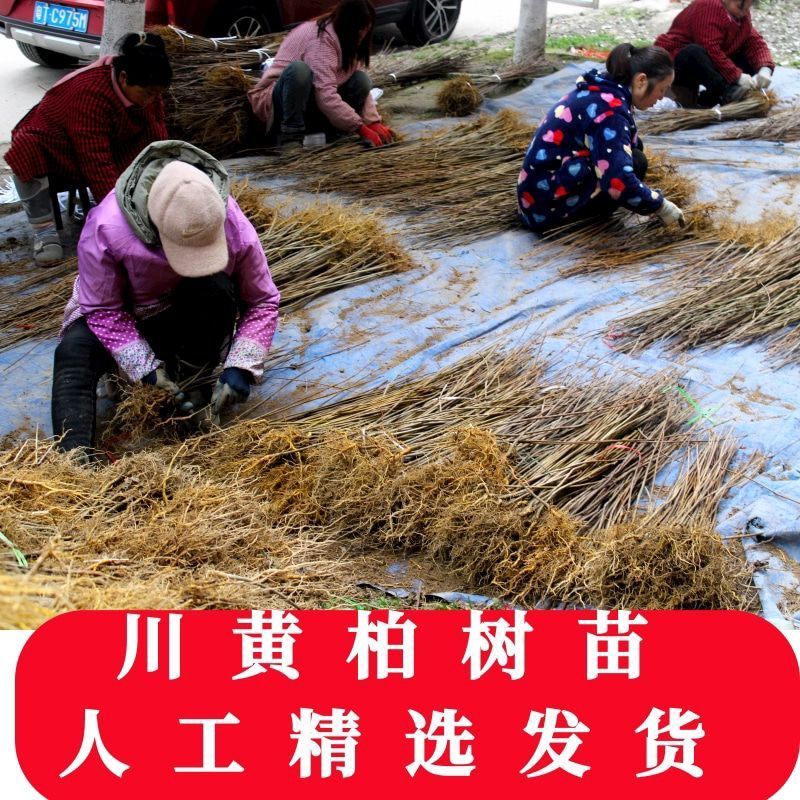 农户自家种植的川厚皮黄柏苗，长期稳定大量供货，欢迎电联！