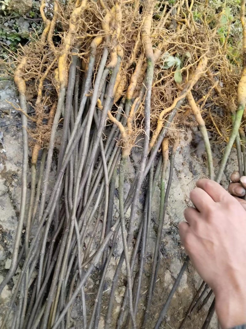 农户自家种植的川厚皮黄柏苗，长期稳定大量供货，欢迎电联！