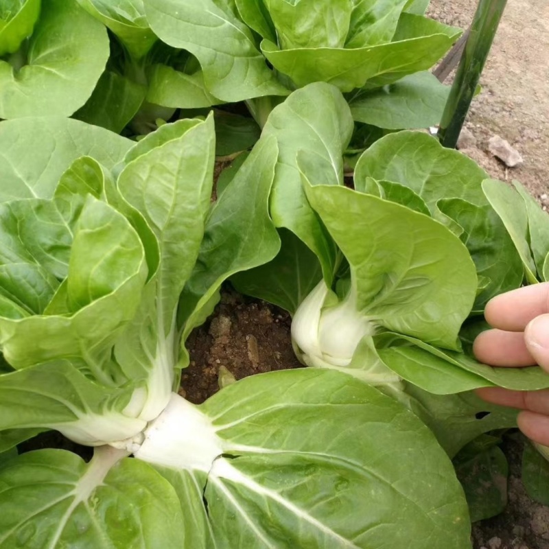 矮冠1号矮脚黄种子杂交白梗耐寒耐热寒小白菜奶白菜青菜种子