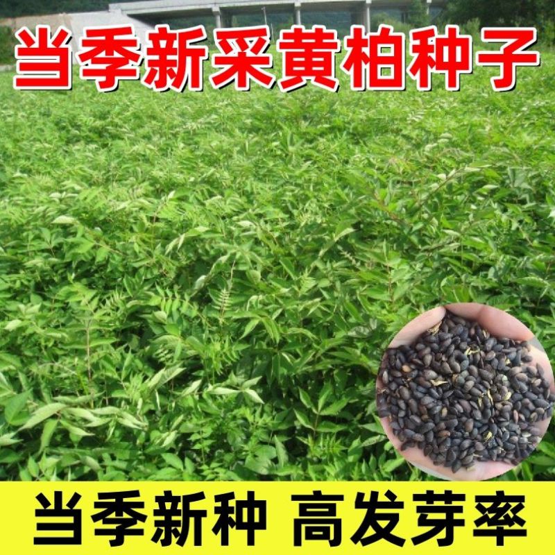 当季新采黄柏种子！长期稳定大量供货保质保量！支持在线下单