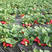 脱毒章姬草莓苗红颜草莓苗基地品种齐全提供技术支持