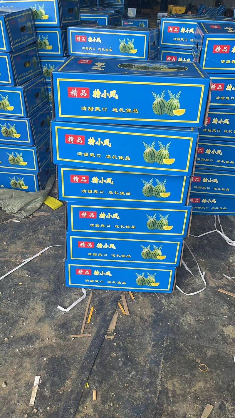 江苏特小凤西瓜上市全国供货质量保证对接各大超市市场