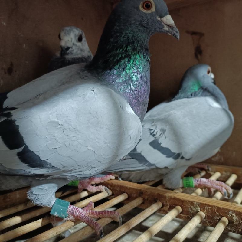 放飞信鸽
