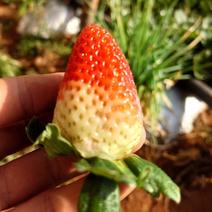 云南夏季商用草莓蒙特瑞开始上果了价格美丽