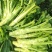 川地特花叶大棒菜种子早熟耐肥耐寒抗病脆嫩爽口棒菜籽大田用