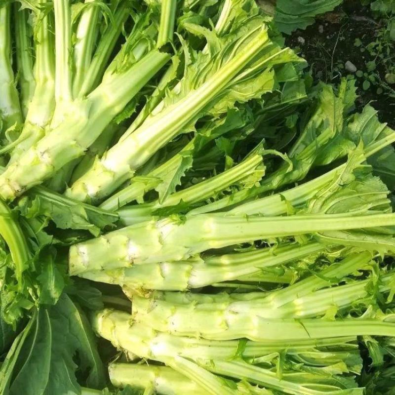 川地特花叶大棒菜种子早熟耐肥耐寒抗病脆嫩爽口棒菜籽大田用