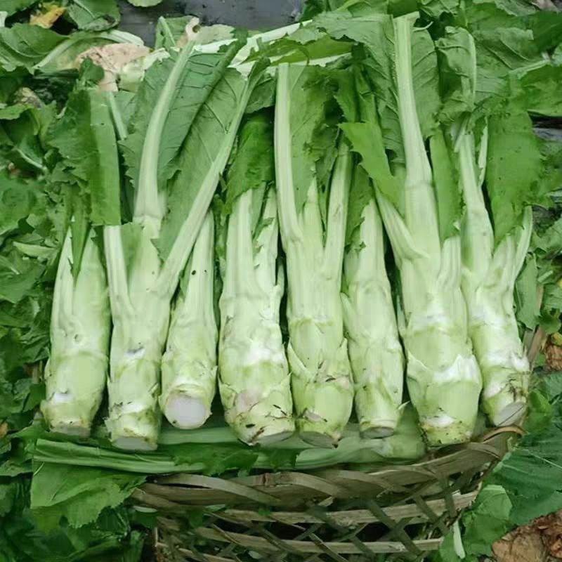 川地特花叶大棒菜种子早熟耐肥耐寒抗病脆嫩爽口棒菜籽大田用