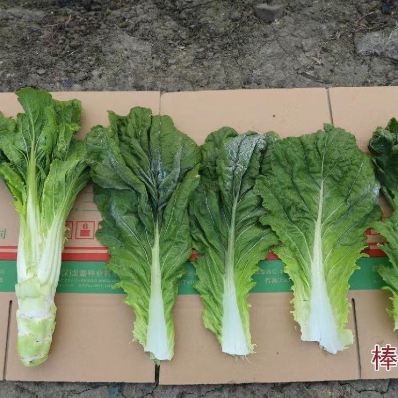 川地特花叶大棒菜种子早熟耐肥耐寒抗病脆嫩爽口棒菜籽大田用