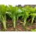 川地特花叶大棒菜种子早熟耐肥耐寒抗病脆嫩爽口棒菜籽大田用