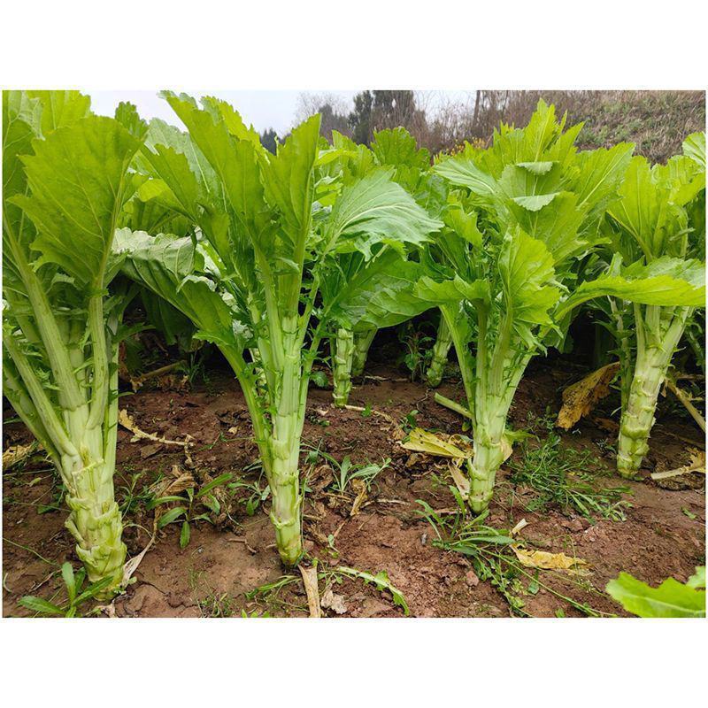 川地特花叶大棒菜种子早熟耐肥耐寒抗病脆嫩爽口棒菜籽大田用